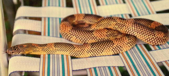 Tangerine Goini