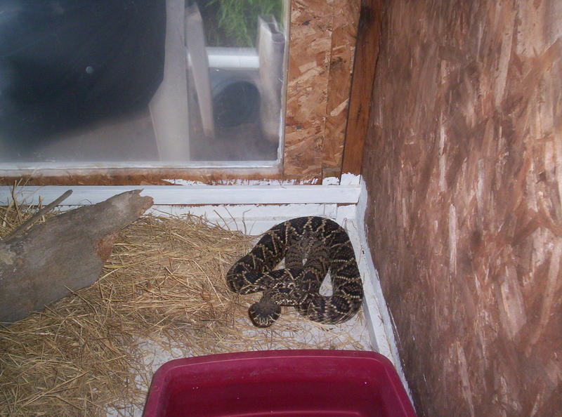 eastern diamondback rattlesnake 2007