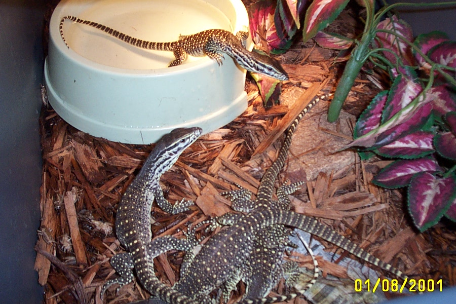 baby cbb argus