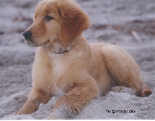 Tiki 12wks