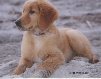 Tiki 12wks