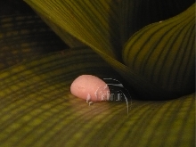 Aristelliger georgeensis egg