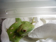 N. grayii