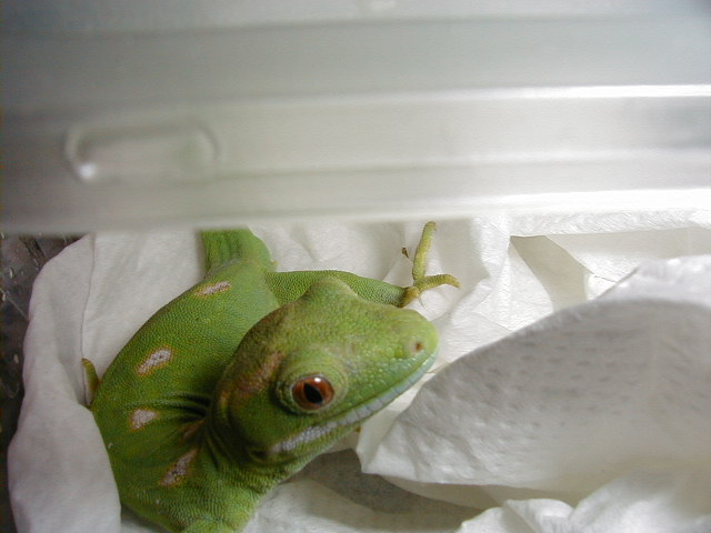 N. grayii