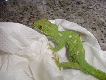 N. grayii