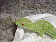 N. grayii
