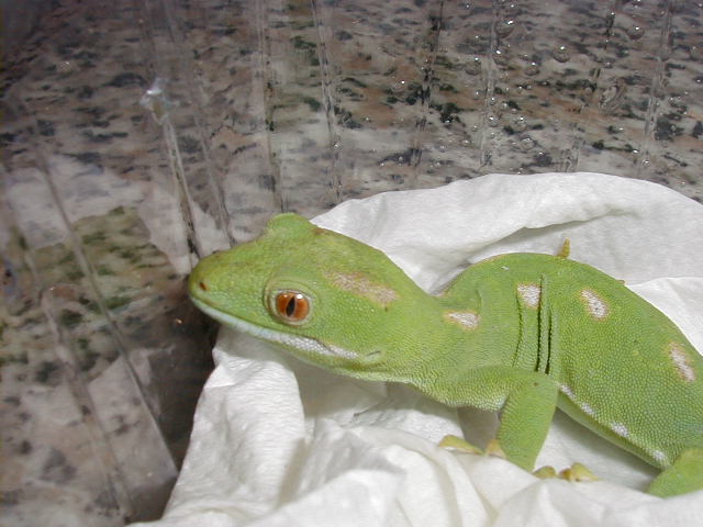 N. grayii