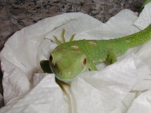 N. grayii