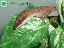 Aeluroscabotes felinus