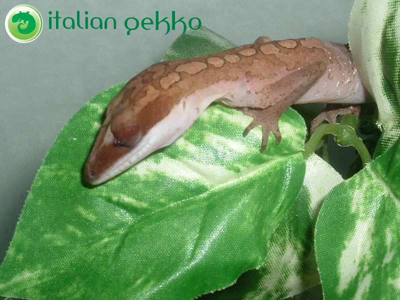 Aeluroscabotes felinus