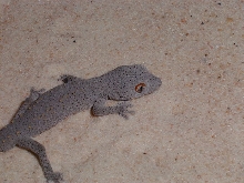 D. williamsi