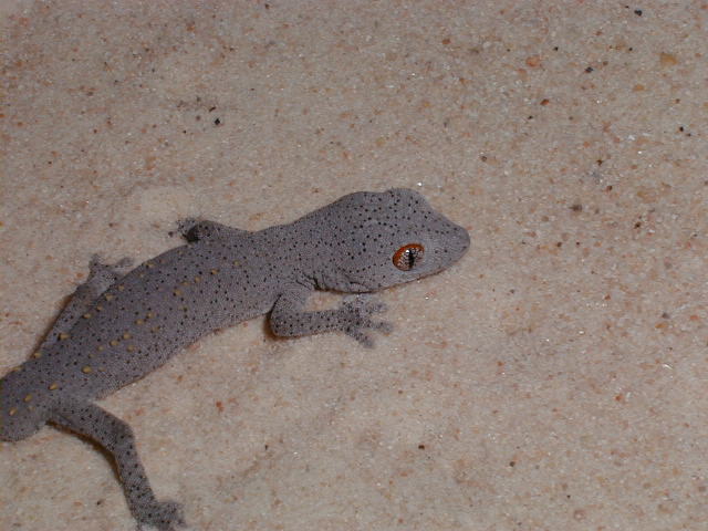 D. williamsi