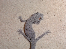 D. williamsi