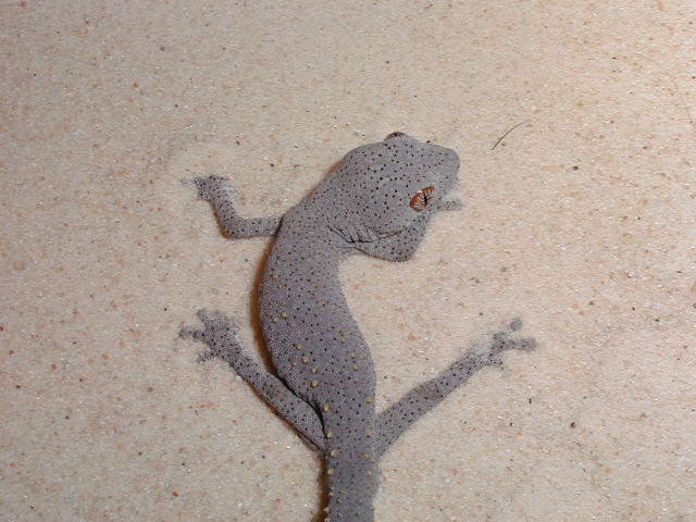 D. williamsi