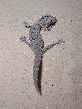 D. williamsi