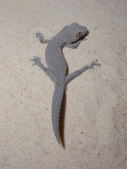 D. williamsi