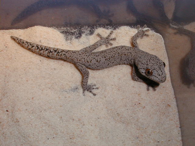 D. intermedius