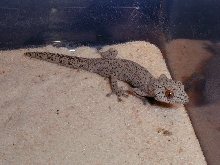 D. intermedius