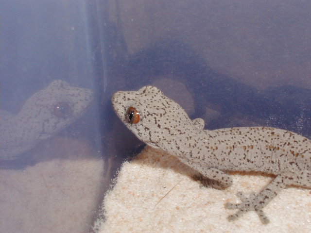 D. intermedius