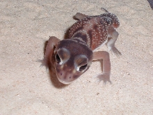 N. levis pilbarensis
