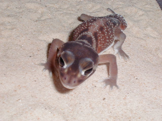 N. levis pilbarensis