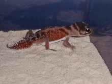 N. levis pilbarensis