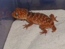 N. amyae
