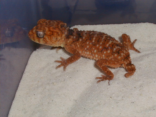 N. amyae
