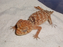 N. amyae