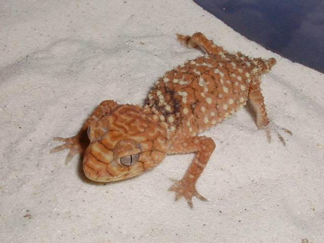 N. amyae
