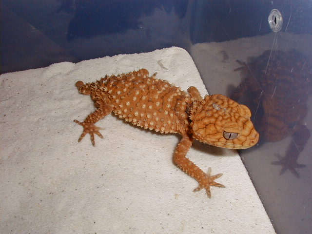 N. amyae