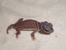 N. stellatus