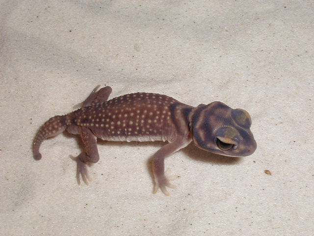 N. stellatus