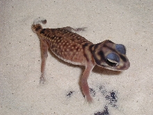 N. stellatus