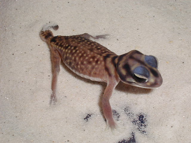 N. stellatus
