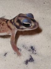 N. stellatus