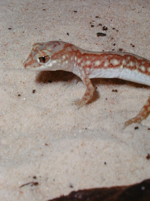 Lucasium d.