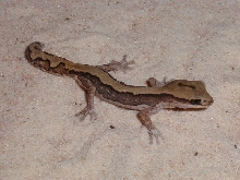 D. vittatus