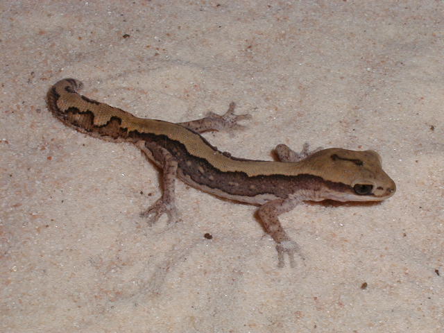 D. vittatus