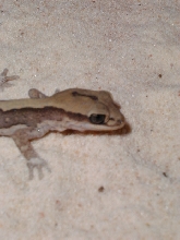 D. vittatus