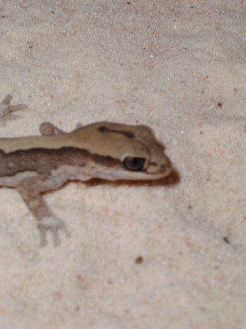 D. vittatus