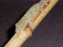 E. agricolae