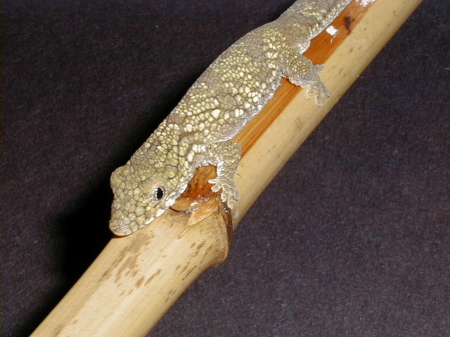 E. agricolae