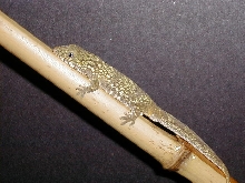 E. agricolae