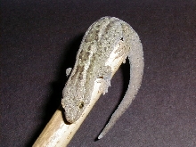 Hoplodactylus m.