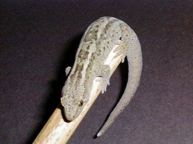 Hoplodactylus m.