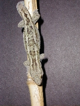 Hoplodactylus m.