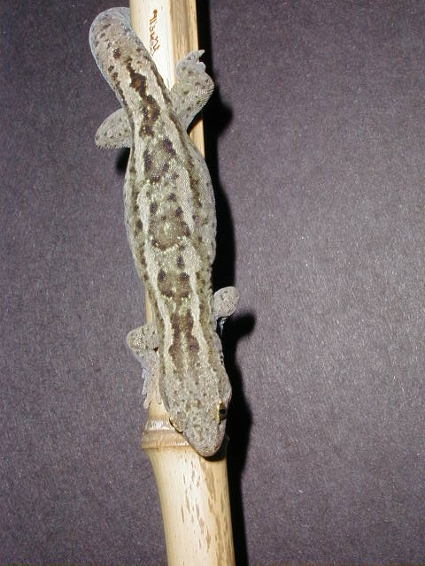 Hoplodactylus m.