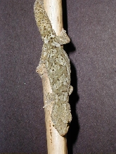 Hoplodactylus m.