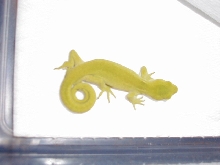 N. elegans elegans